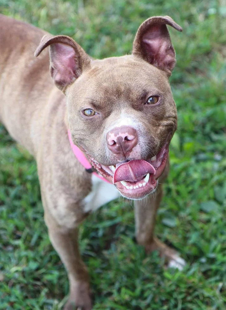 Quesadilla thumbnail 6