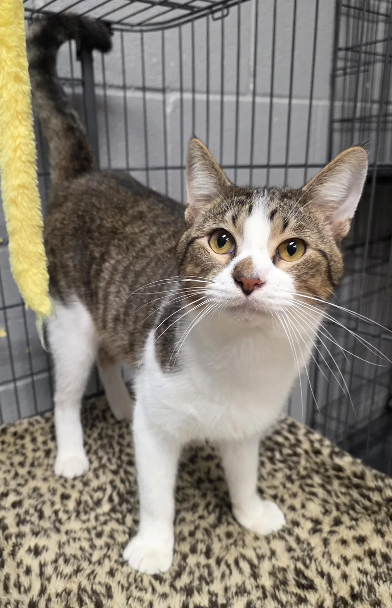 A young medium-sized male Tabby (Brown / Chocolate) Domestic Short Hair cat named Banana for adoption in Gainesville, TX