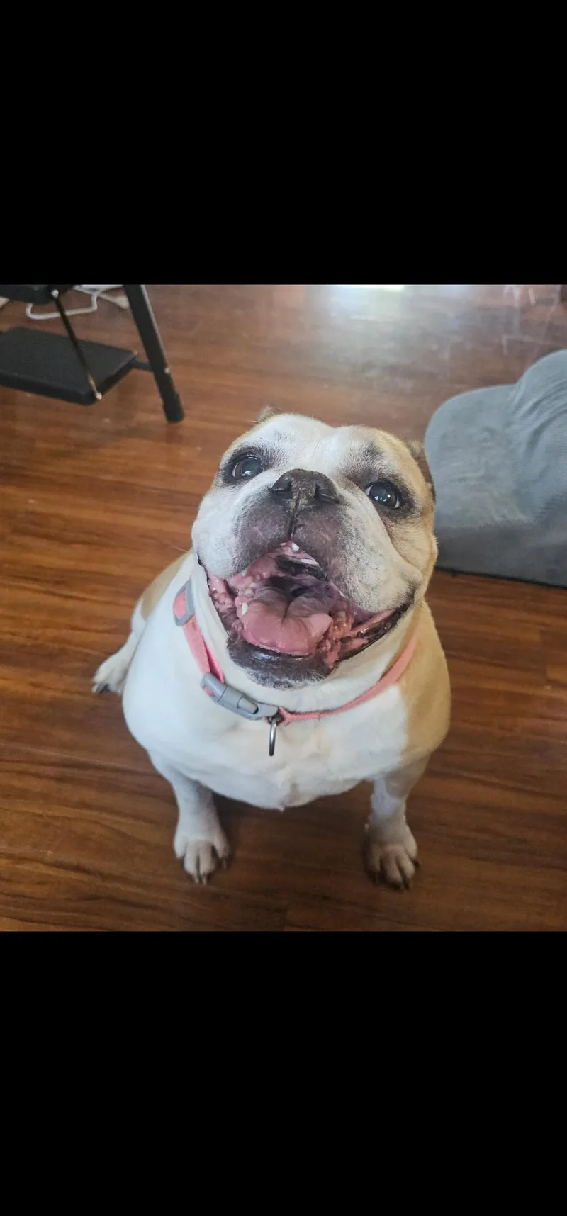 An adult medium-sized female Bulldog dog named Karma for adoption in Antioch, TN
