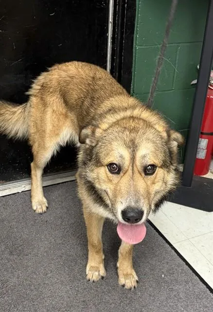 A young large-sized male German Shepherd Dog dog named Linkin Bark for adoption in Chester, SC