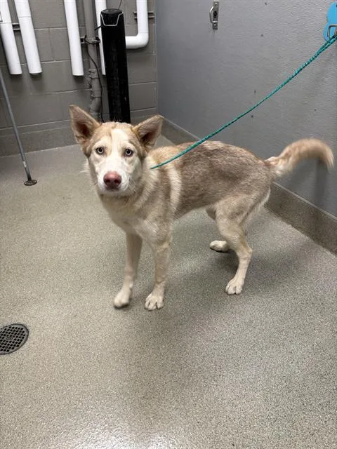 A young large-sized female Siberian Husky dog named Isabelle for adoption in Las Vegas, NV