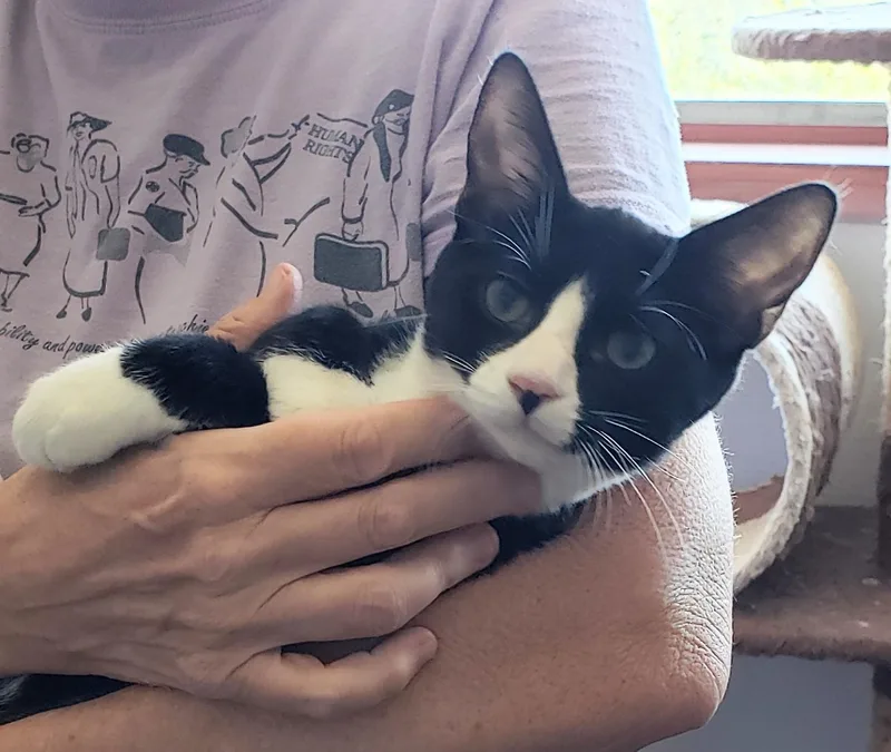 A baby small-sized male Black & White / Tuxedo Domestic Short Hair cat named Bruno for adoption in Orange, CA