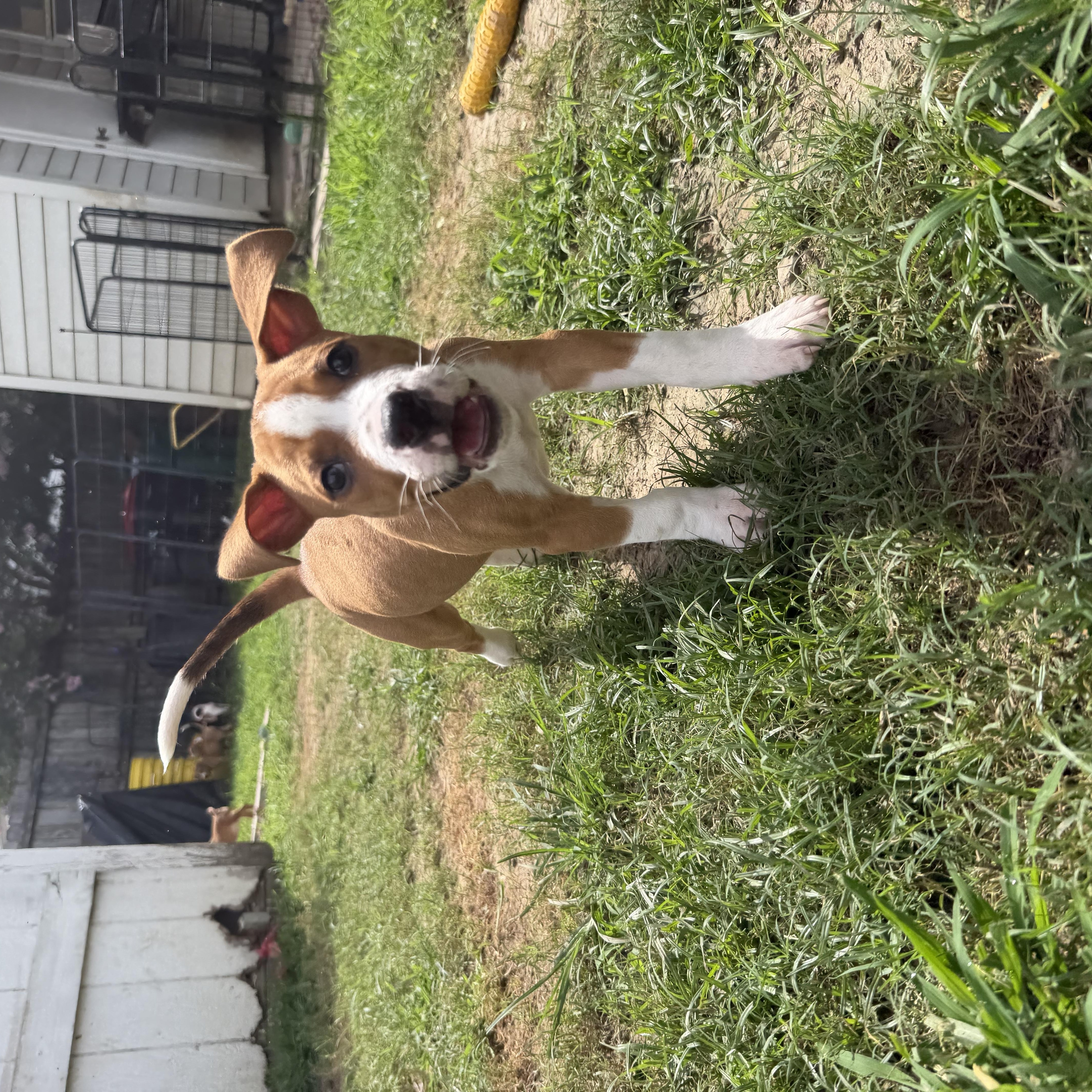 A young medium-sized male Brown / Chocolate Hound dog named Chompers for adoption in Grafton, MA