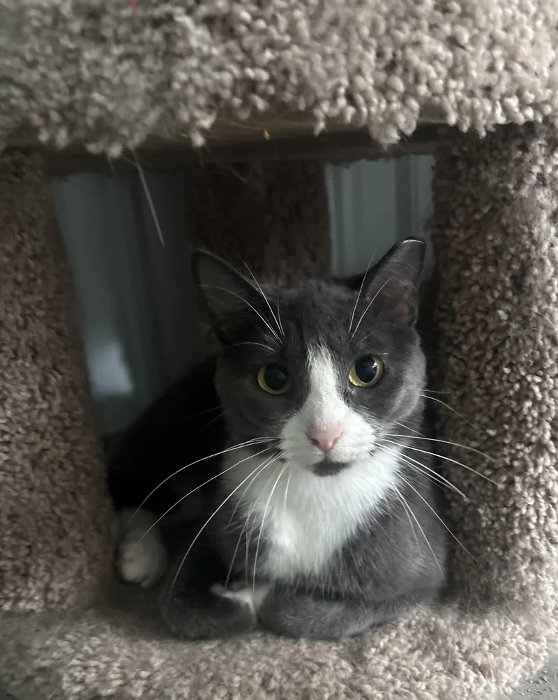 A young medium-sized female Domestic Short Hair cat named Spam for adoption in Grand Rapids, MI