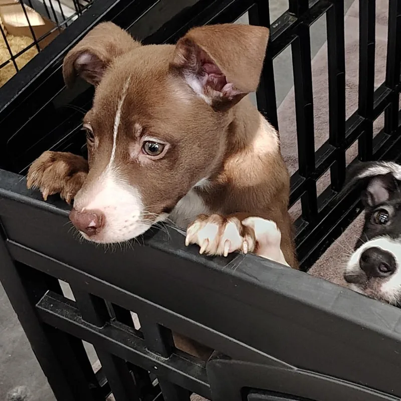 A baby medium-sized female Brown / Chocolate Mixed Breed dog named Dora for adoption in Beulaville, NC