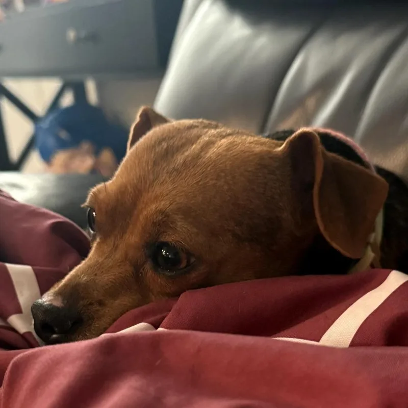 An adult small-sized female Black Chihuahua dog named Becca for adoption in Boerne, TX