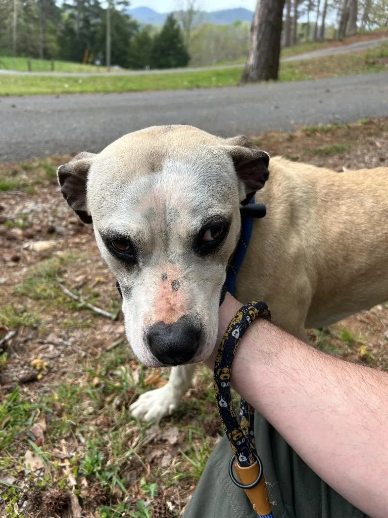 An adult large-sized female Mixed Breed dog named Jackey for adoption in Chickamauga , GA