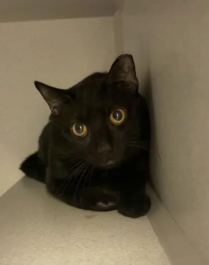 A young medium-sized male Domestic Short Hair cat named Ramsey for adoption in Quakertown, PA