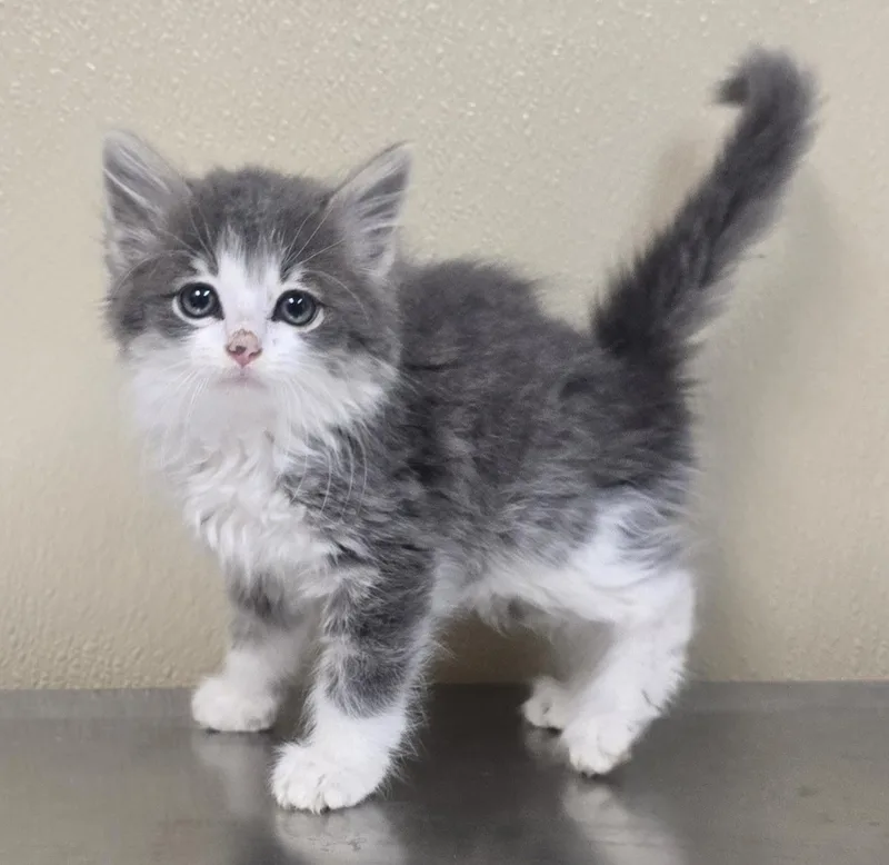 A baby medium-sized female Domestic Medium Hair cat named Twila for adoption in Brainerd, MN