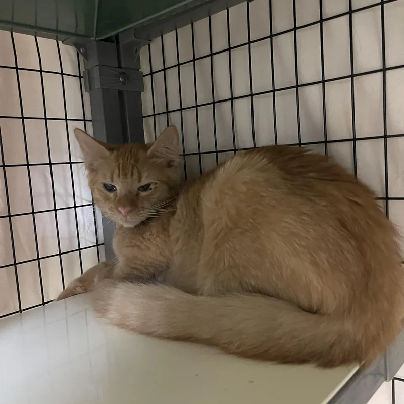 A baby medium-sized male Domestic Medium Hair cat named Jurgen for adoption in Sebring, FL