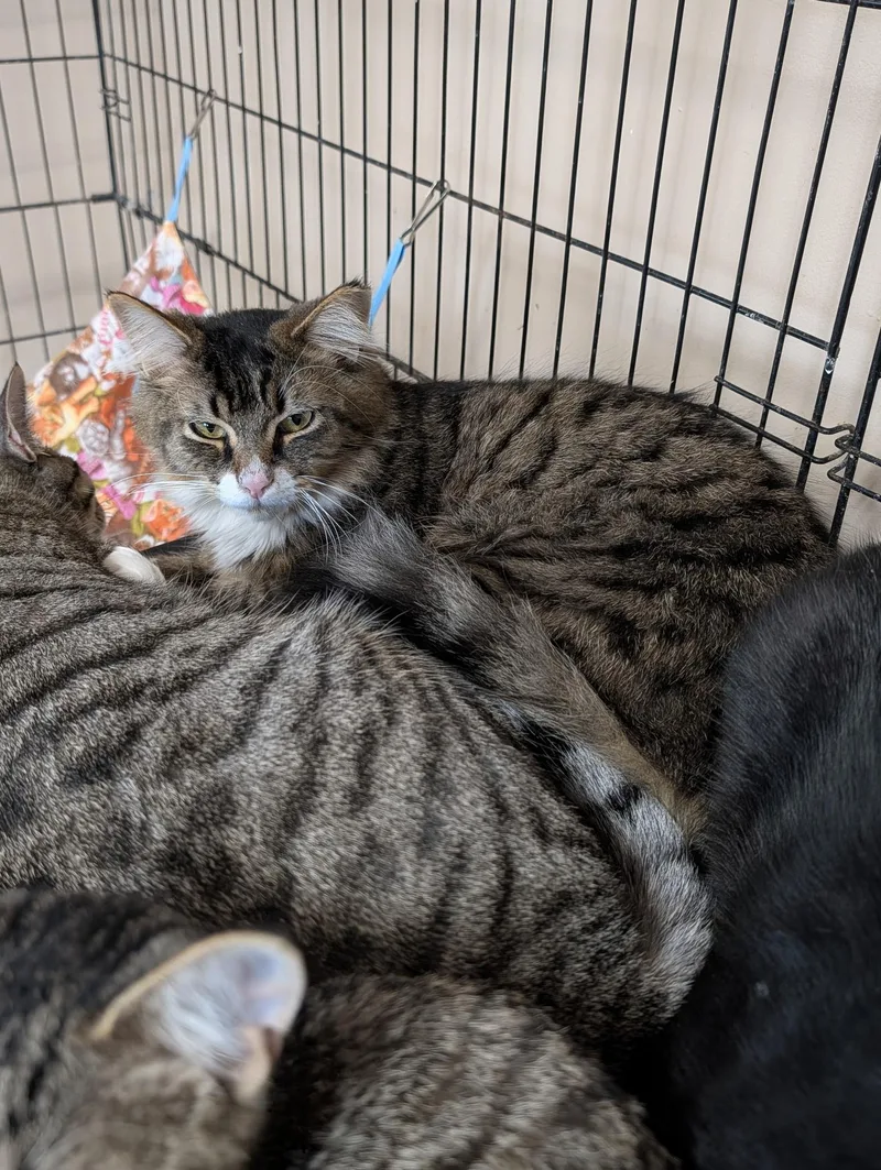 An adult medium-sized male Tabby (Tiger Striped) Domestic Medium Hair cat named Keith for adoption in Lapeer, MI