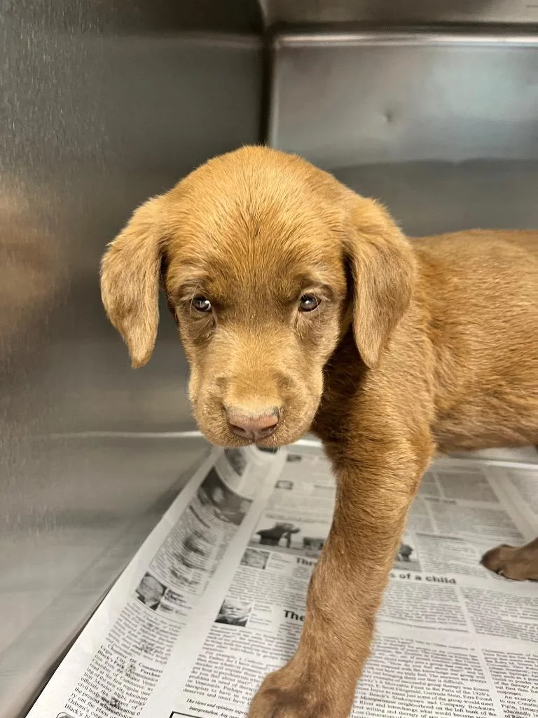 A baby medium-sized female Chocolate Labrador Retriever dog named Emerald for adoption in Hopkinsville, KY