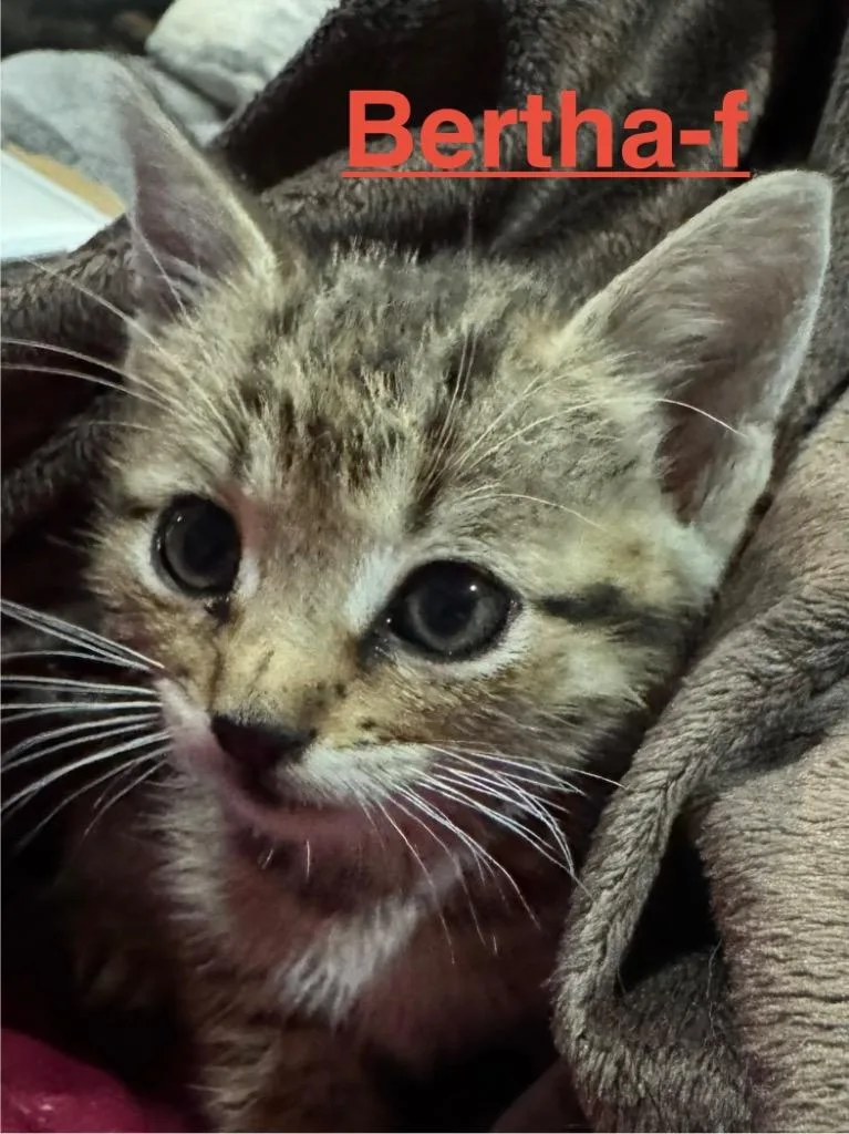 A baby small-sized female Tabby cat named Bertha for adoption in Brookhaven, MS