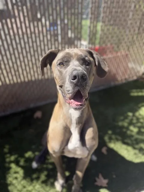 An adult large-sized male Great Dane dog named Patrick for adoption in Chula Vista, CA