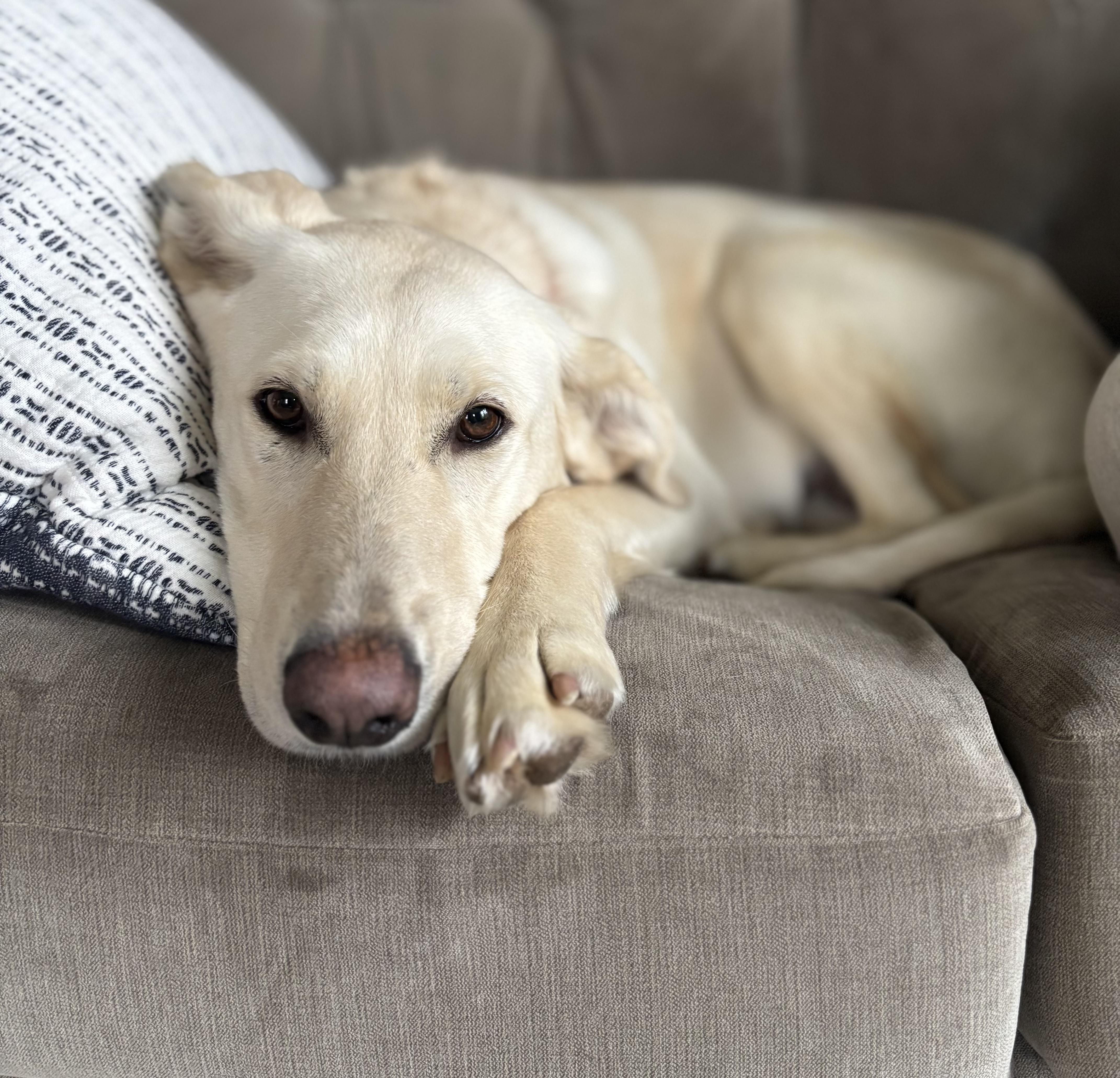 A young medium-sized female Yellow / Tan / Blond / Fawn Yellow Labrador Retriever dog named Hannah for adoption in Tunica, MS