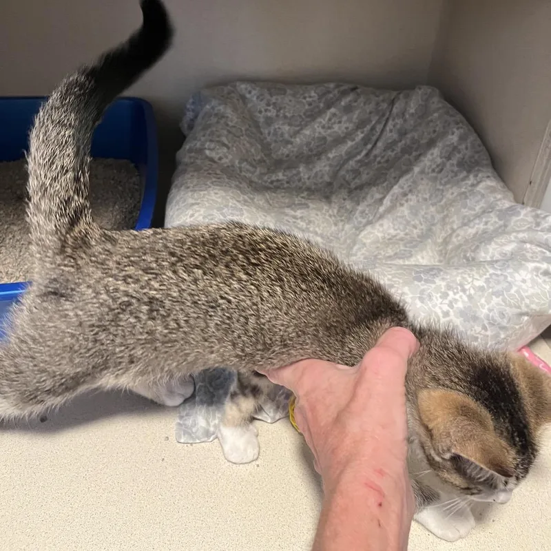 A baby small-sized female Buff / Tan / Fawn Domestic Short Hair cat named Willow for adoption in Normal, IL