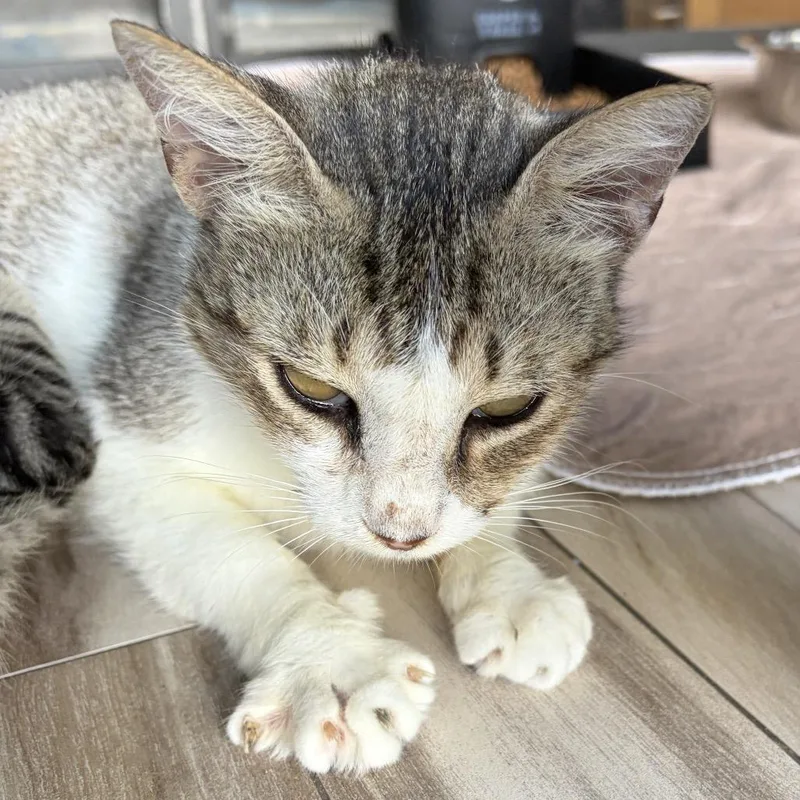 A young medium-sized female White Domestic Short Hair cat named Clancy for adoption in Lauderhill, FL