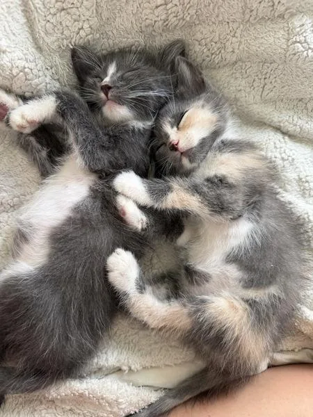 A baby small-sized female Domestic Short Hair cat named Nova for adoption in San Diego, CA