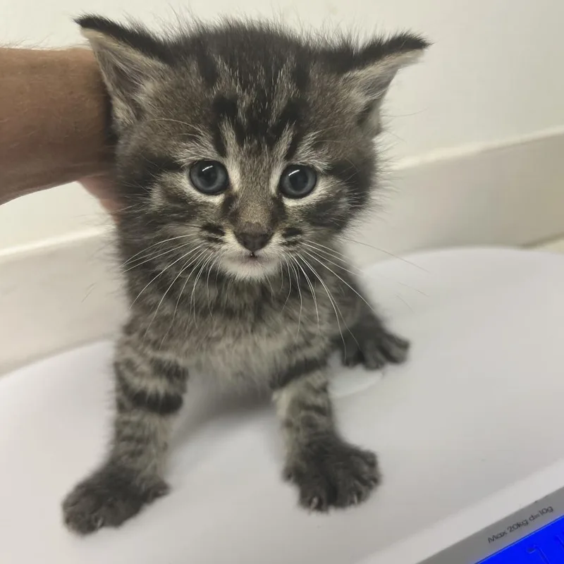A baby small-sized male Brown / Chocolate Domestic Short Hair cat named Hei for adoption in St. Louis, MO
