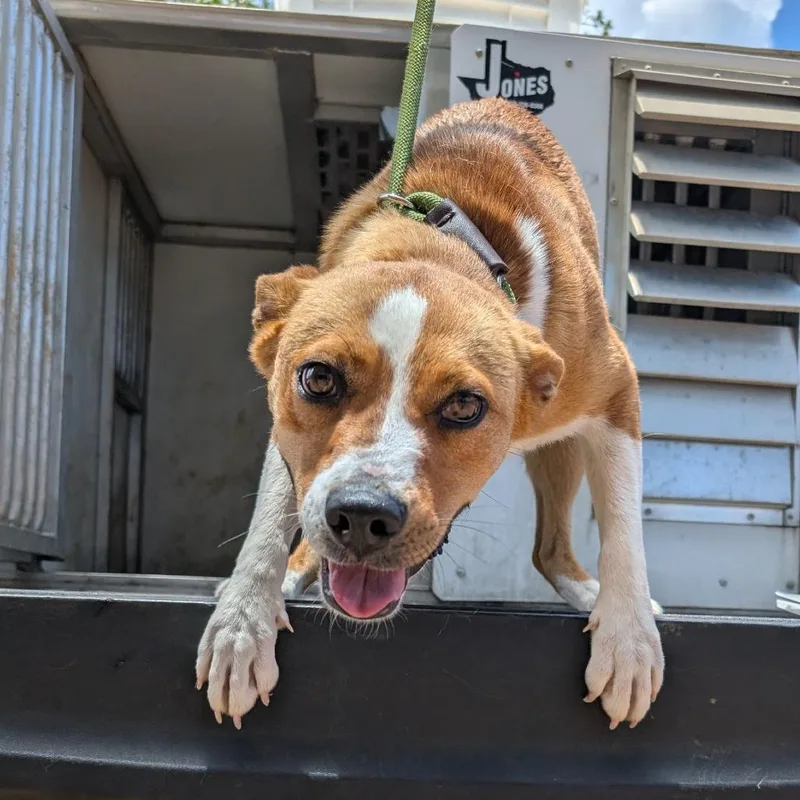 A young medium-sized female Red / Chestnut / Orange Pointer dog named Birdie for adoption in Buchanan Dam, TX