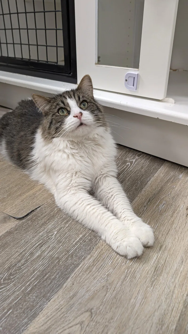 An adult medium-sized male Domestic Long Hair cat named Geralt for adoption in Columbus, OH