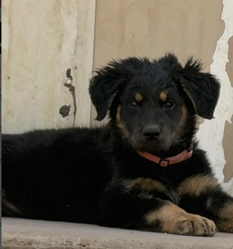 A young medium-sized female German Shepherd Dog dog named Elmyra for adoption in Coralville, IA