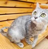 An adult medium-sized female Domestic Short Hair cat named Luna for adoption in Woodstock, IL