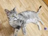 Luna thumbnail 2