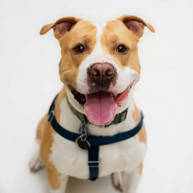 Tyson