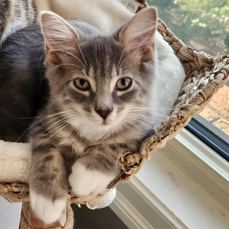 A baby small-sized male Tabby (Gray / Blue / Silver) Domestic Short Hair cat named Rainier for adoption in Richmond, VA