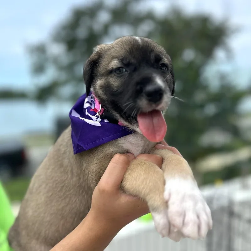 A baby small-sized female Brown / Chocolate Anatolian Shepherd dog named Kelly for adoption in Tampa, FL
