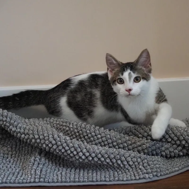 A baby small-sized male Gray / Blue / Silver Domestic Short Hair cat named Cody Located in for adoption in Alexandria, VA