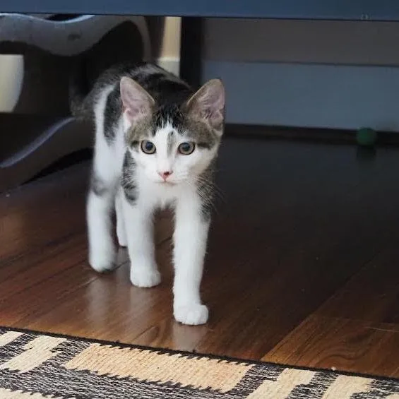 Cody  Located in thumbnail 3