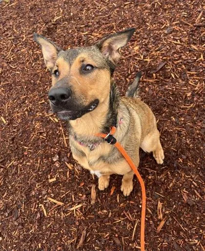 A young large-sized male Mixed Breed dog named Ozzy for adoption in Seattle, WA