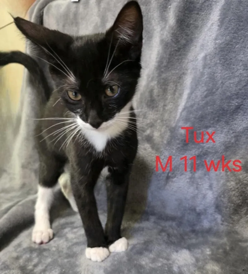 A baby medium-sized male Black Domestic Short Hair cat named Tux for adoption in Parma, OH