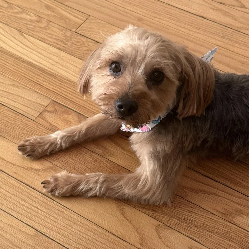 A young small-sized male Golden Yorkshire Terrier dog named Jasper for adoption in Detroit, MI