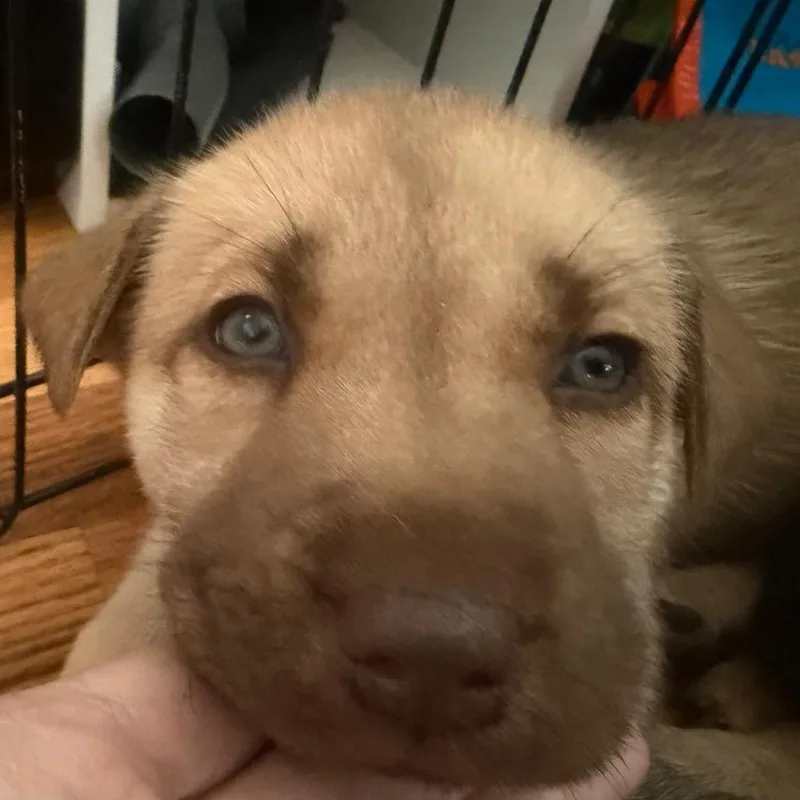 A baby small-sized male Husky dog named Nala for adoption in Silver Spring, MD