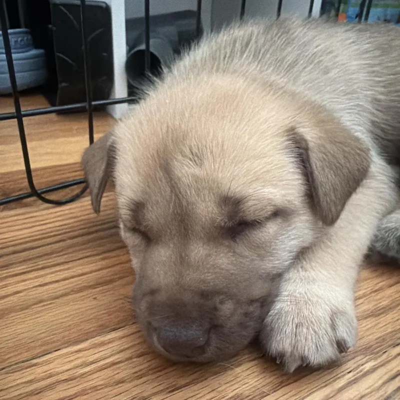 Nala thumbnail 2