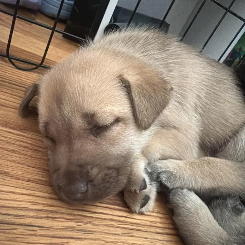 Nala thumbnail 3
