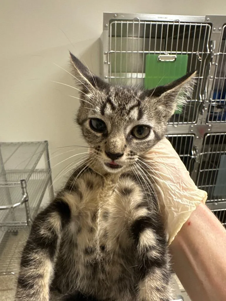 A baby small-sized male Tabby cat named Cloudy @PetSmart Walker Rd for adoption in Newberg, OR