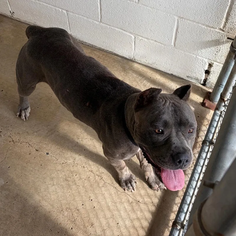 An adult large-sized female Gray / Blue / Silver American Staffordshire Terrier dog named Cher for adoption in Edinburg, TX