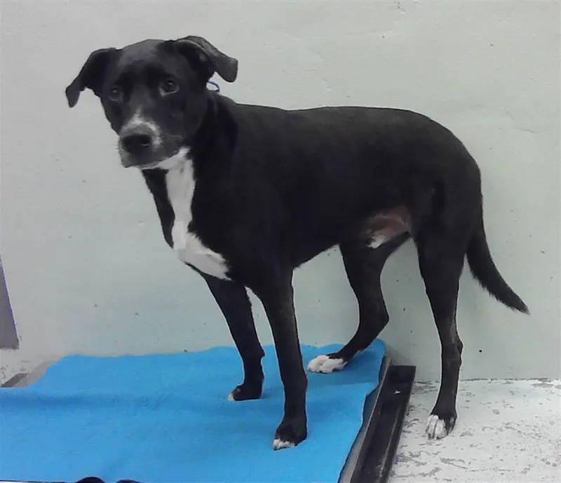 An adult large-sized male Labrador Retriever dog named Bucky for adoption in Houston, TX