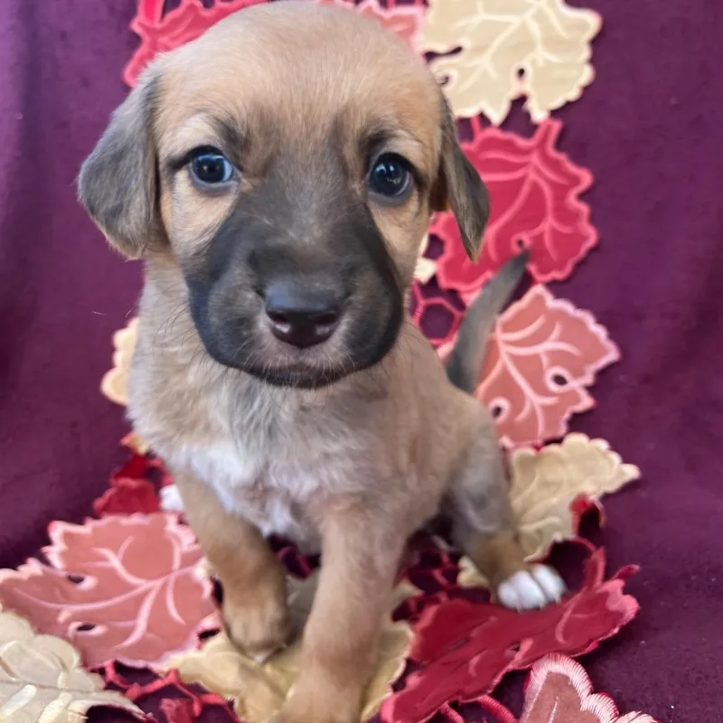 A baby medium-sized female Golden Mountain Cur dog named Cinnamon for adoption in Cartersville, GA
