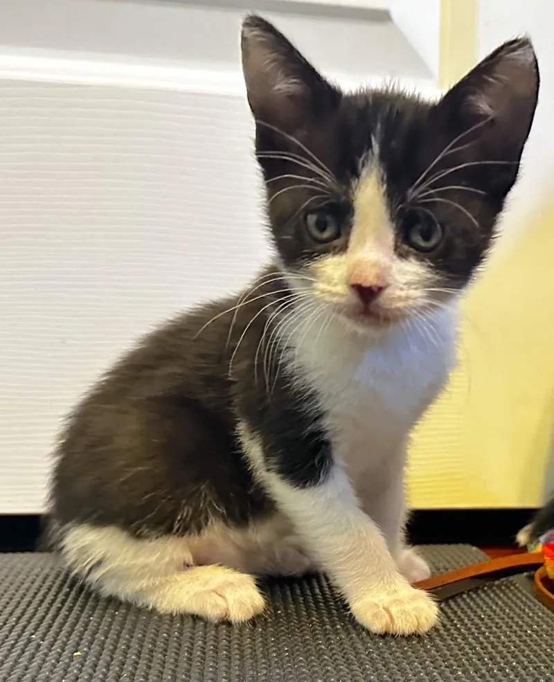 A baby medium-sized male Domestic Short Hair cat named Evander Holyfield for adoption in Fremont, CA