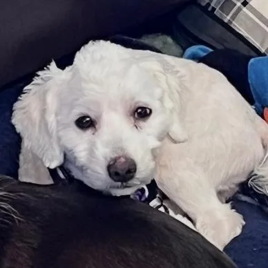 An adult small-sized male White / Cream Maltese dog named Franz for adoption in Libertyville, IL