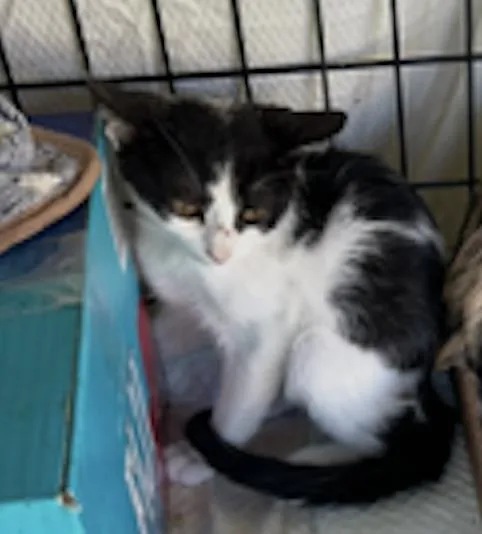 A baby small-sized female Black Domestic Short Hair cat named Penelope for adoption in La Jolla, CA
