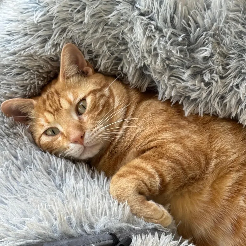 An adult large-sized male Orange / Red Domestic Short Hair cat named Kindlemox JG for adoption in Austin, TX