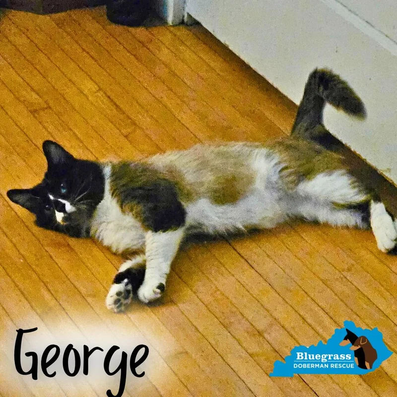 George thumbnail 4