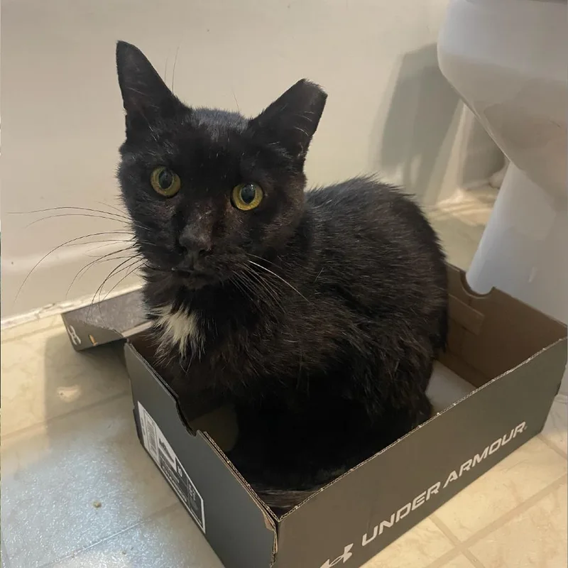 Mr. Pumpkin thumbnail 3