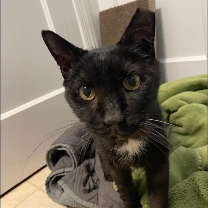 Mr. Pumpkin thumbnail 4